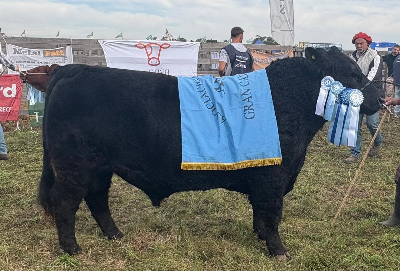 Toro Gran Campeón de exposición, padre del programa de semen bovino de la cabaña
