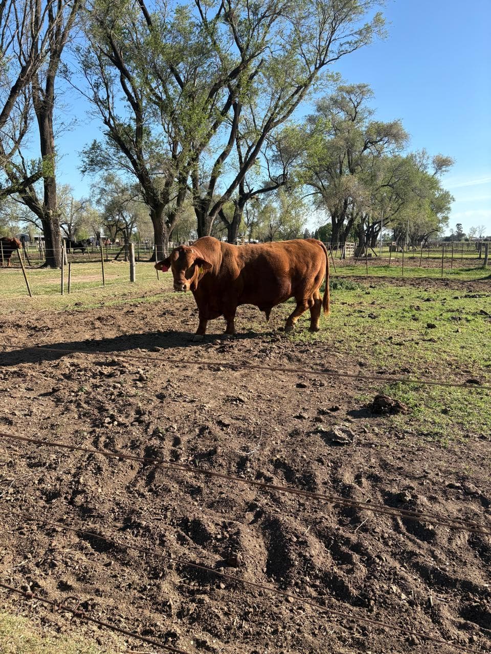 Alfredo Roveda caminando en el corral