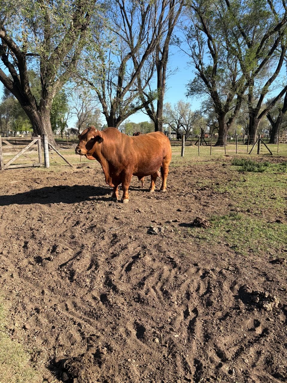 Alfredo Roveda, toro Brangus colorado de perfil en el corral de la cabaña
