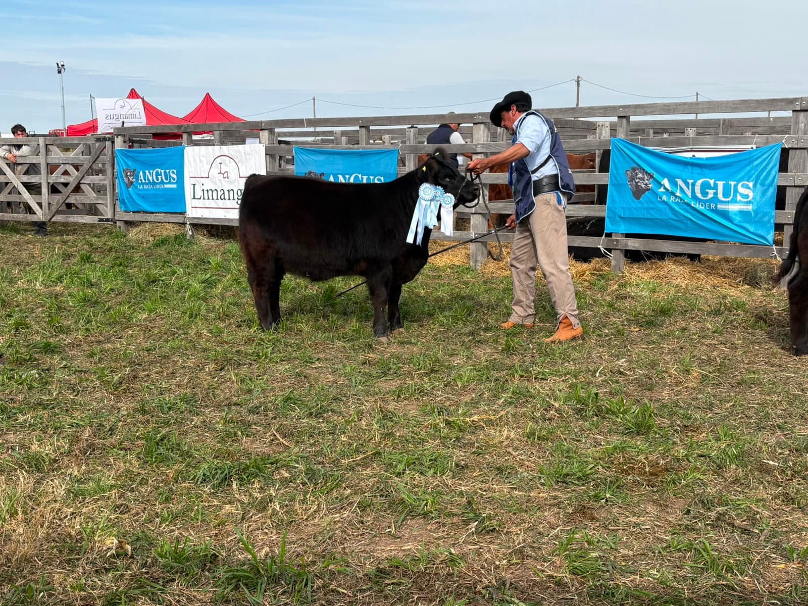 Ternera Angus RP 487 con escarapela de Campeón Ternera junto a su presentador en Agroactiva 2026