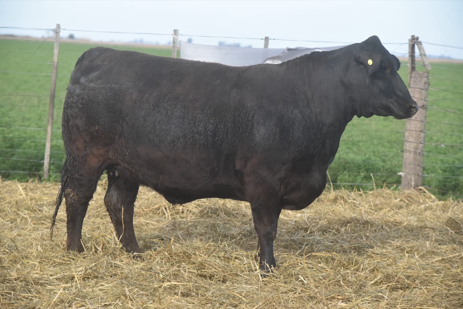 Toro Brangus RP 439 de La Conquista de Lloret, reproductor a campo