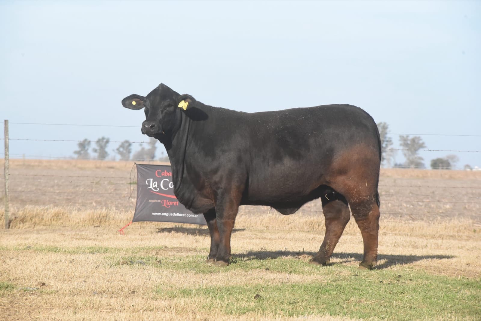 Toro Brangus RP 447 utilizado en el programa de inseminación artificial