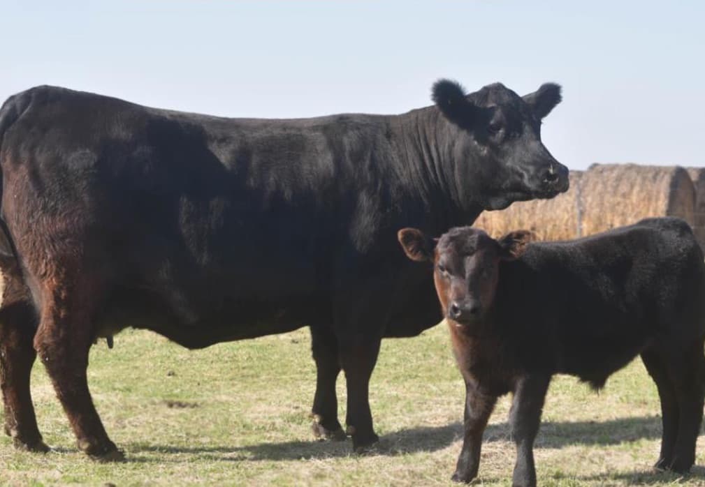 Vaca Angus con su ternero, resultado del programa de transferencia embrionaria