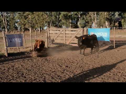 Lote 11: Payma 4787 Black Boster Arusa