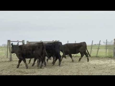 Lote 71: La Conquista - 4 Vaq. An -Pc P/Entorar