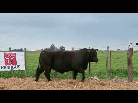 Lote 26: La Conquista 470 Bismarck T/E