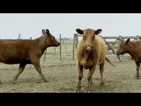 Lote 70: La Conquista -3 Vaq. Ac - Pc P/Entorar
