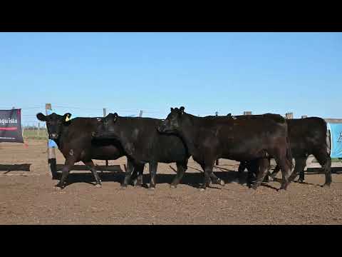 Lote 58: Cabaña La Conquista - Vq. Angus Pc - Pint. 5
