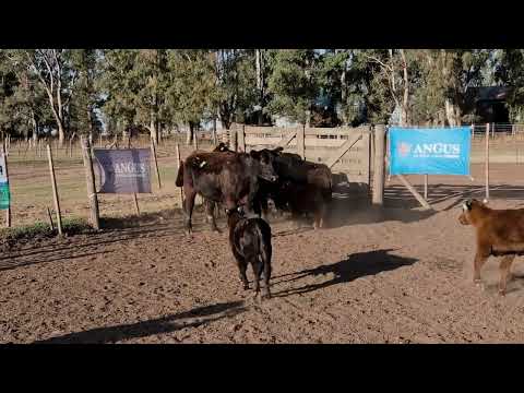 Lote 54: Cabaña Payma
