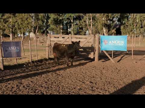Lote 10: Payma 4739 Red Mush