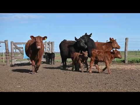 Lote 53: Cabaña La Conquista - 4 Vq Angus Pc C/Cria