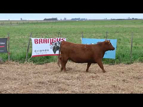 Lote 1: La Conquista 467 Gloriosa Renown