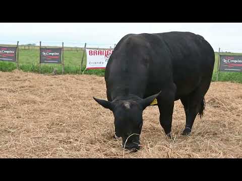 Lote 50: La Conquista Brg 510 Sorpresa