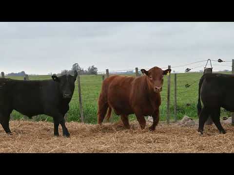 Lote 46 C: La Conquista 861 Pc
