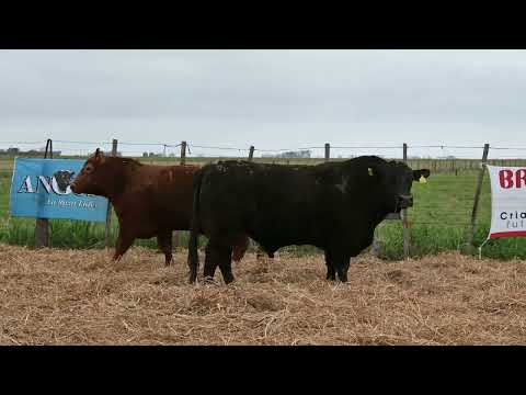 Lote 45 A: La Conquista 125 Pc