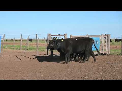 Lote 69: La Conquista - 5 Vaq. An Pc C/Servicio
