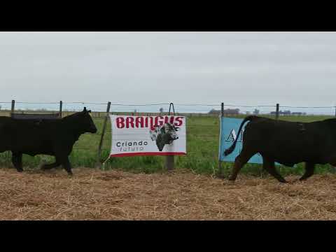 Lote 21: La Conquista Brg 501 Pirayu