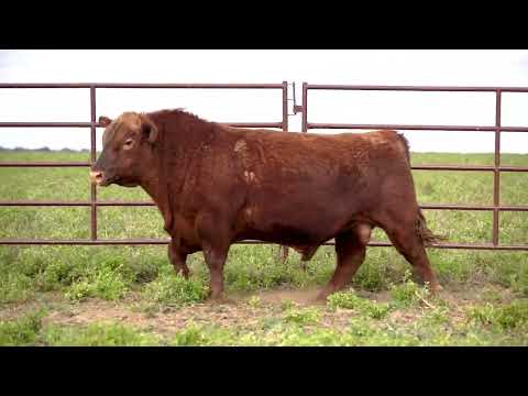 Lote 39 C: La Union C725 - Pp
