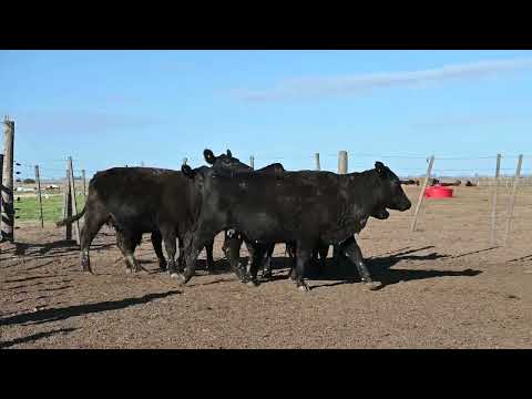Lote 57: Cabaña La Conquista - 5 Vq Pc Primv
