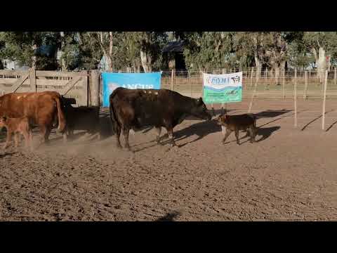 Lote 8: Payma Red 4625 Arqimides