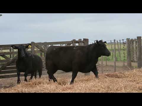 Lote 18: La Conquista Brg 517 Vision