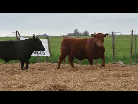 Lote 46 A: La Conquista 699 Pc