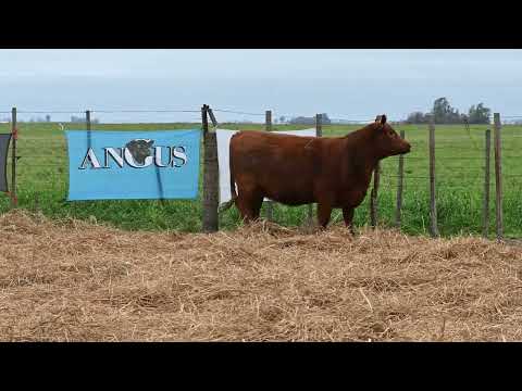 Lote 2: La Conquista 465 Camila Renown