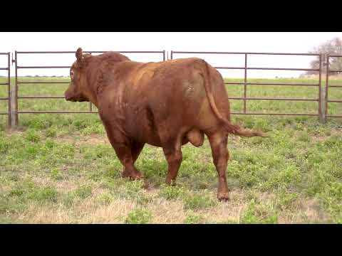 Lote 39 A: La Union Roja 7 Pc