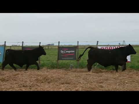 Lote 20: La Conquista Brg 499 Julina 7 T/E