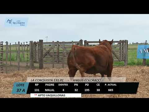 Lote 37 A: La Conquista 131 - Pc