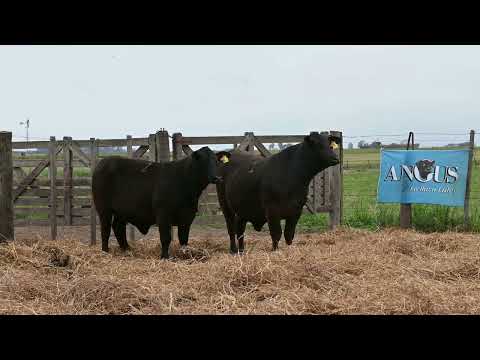 Lote 17: La Conquista Brg 493 Julia 7 T/E
