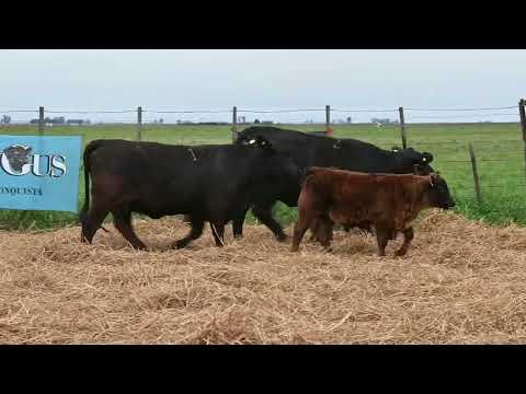 Lote 14: La Conquista Brg 471 Visionaria