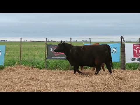 Lote 5: La Conquista 451 Estrellita Bravo