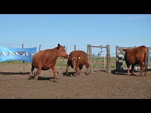Lote 56: Cabaña La Conquista - 3 Vq. Angus Pc Primav.