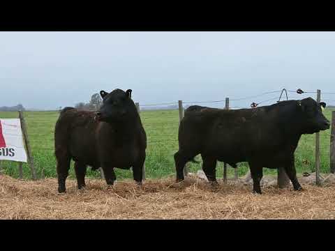 Lote 43 A: La Conquista 862 Pc
