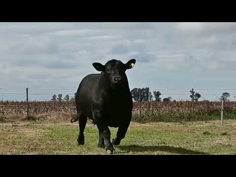 Lote 47: La Conquista Brg 506 Baalbak
