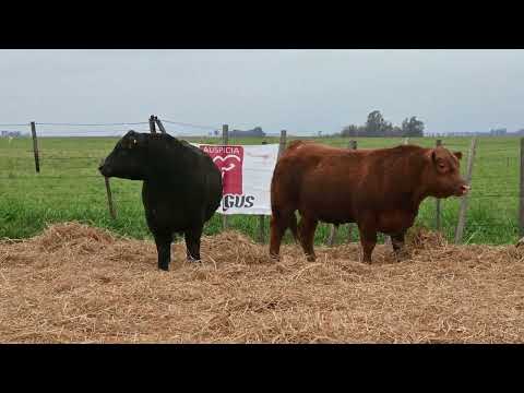 Lote 40 A: La Conquista 139 Pc