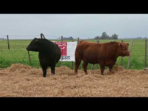 Lote 40 B: La Conquista 839 - Pc