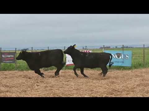 Lote 19: La Conquista Brg 519 Vision