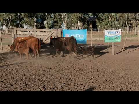 Lote 9: Payma 4776 Recurso