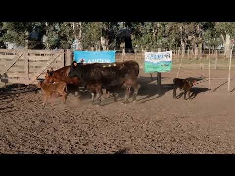 Lote 7: Payma 4617 Esencial