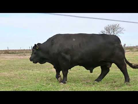 Lote 49: La Conquista Brg 482 C. Negro
