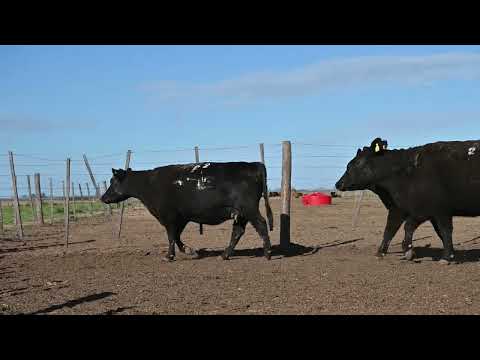 Lote 55: Cabaña La Conquista - 5 Vq Angus Pc Primav.