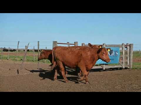 Lote 68: La Conquista - 3 Vaq Ac Pc Otoño