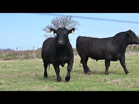 Lote 34: La Conquista 482 Olvido R Renown