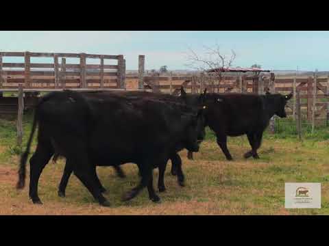 Lote 60: Cabaña La Nueva Florida