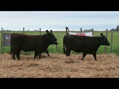 Lote 67: La Conquista - 5 Vaq. Angus Pp Otoño