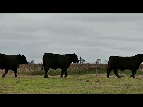 Lote 33: La Conquista 460 Rino Bravo