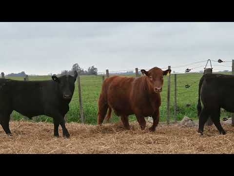 Lote 46 B: La Conquista 704 Pc