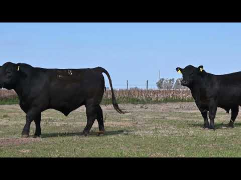 Lote 35: La Conquista 476 Pc